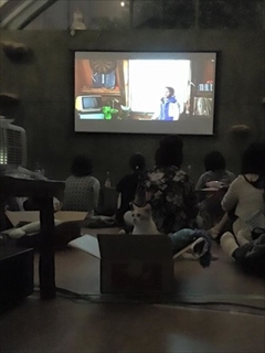 猫の映画上映会