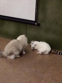 猫の映画上映会