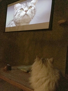 猫の映画上映会