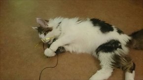 猫の映画上映会