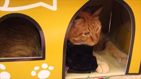 猫の映画上映会