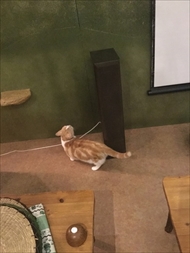 猫の映画上映会
