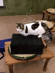 猫の映画上映会
