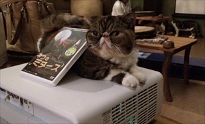 猫の映画上映会