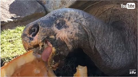 ガラパゴスゾウガメ