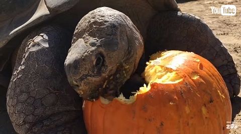ガラパゴスゾウガメ