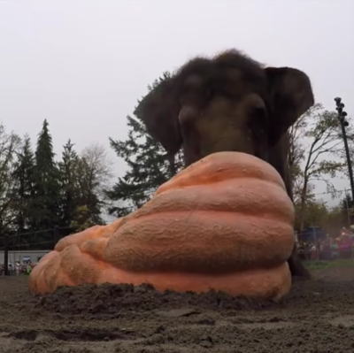 カボチャで遊ぶゾウ