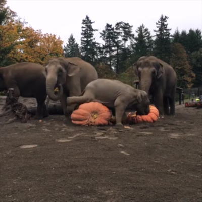 カボチャで遊ぶゾウ