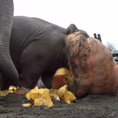 カボチャで遊ぶゾウ