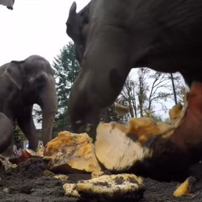 カボチャで遊ぶゾウ