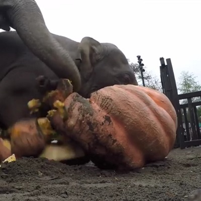 カボチャで遊ぶゾウ