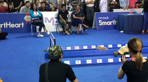 リアルウサギとカメ