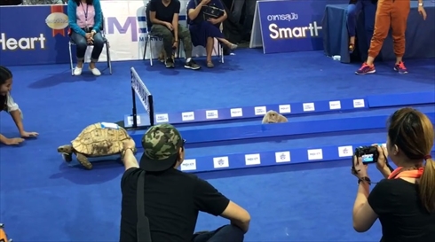 リアルウサギとカメ