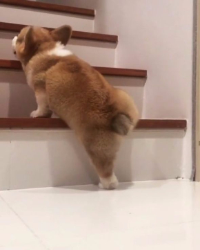コーギー 階段 上れない Instagram