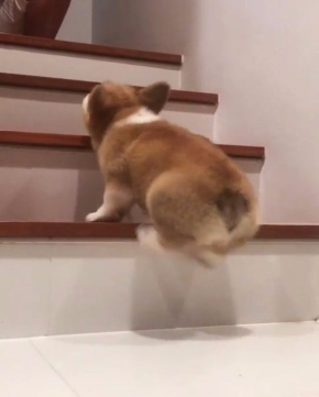 コーギー 階段 上れない Instagram