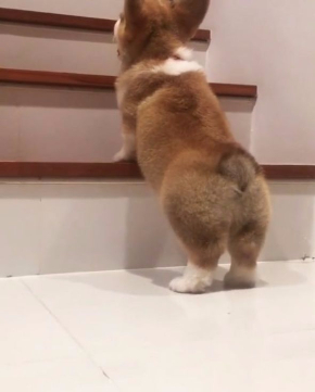 コーギー 階段 上れない Instagram