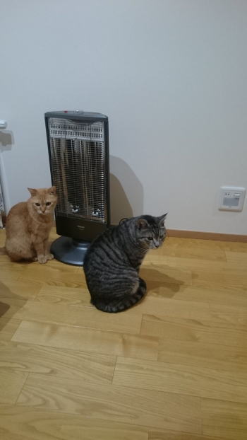 ストーブを待つ猫