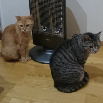 ストーブを待つ猫