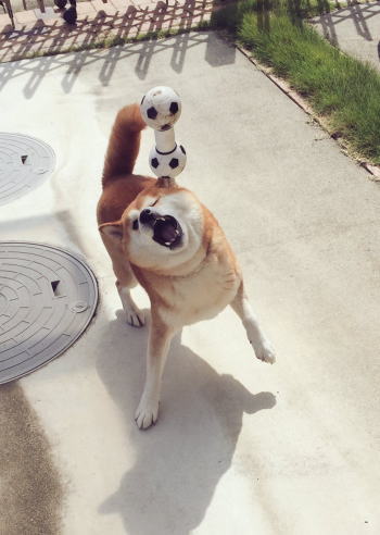キャッチできない柴犬