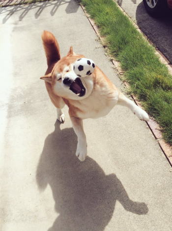 へたっぴワンコ