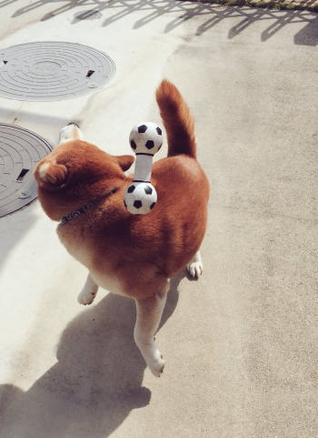 へたっぴワンコ