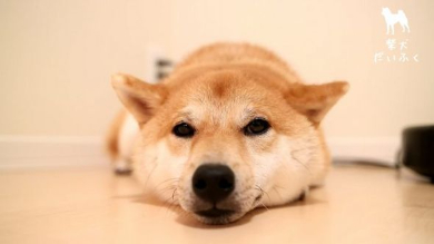 だいふく