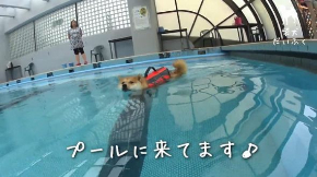 だいふく