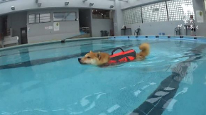 だいふく