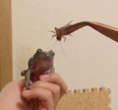 カエル 捕食 失敗 エサ Twitter