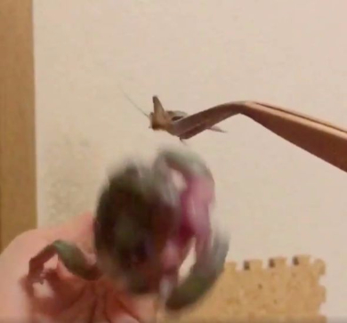 カエル 捕食 失敗 エサ Twitter