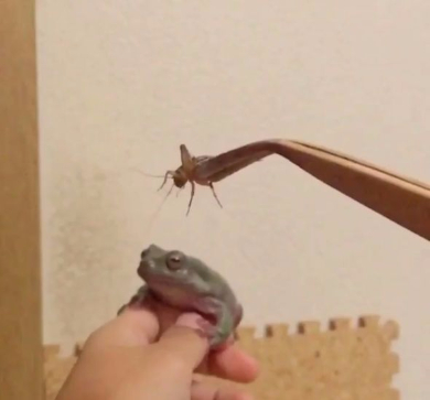 カエル 捕食 失敗 エサ Twitter