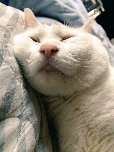 ねとらぼ生物部編集長