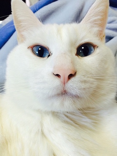 ねとらぼ生物部編集長