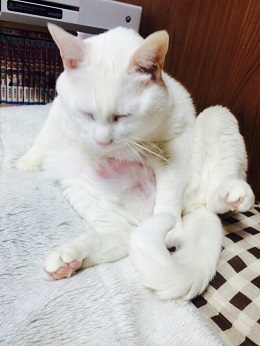 ねとらぼ生物部編集長