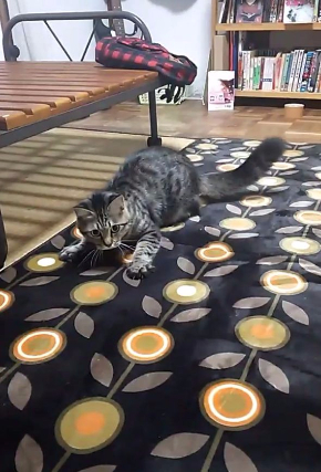 猫 カーペット 動画 動き 反応 かわいい