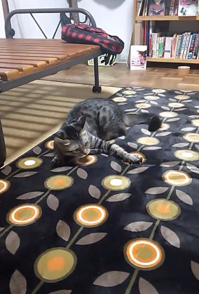 猫 カーペット 動画 動き 反応 かわいい