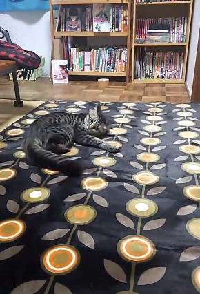 猫 カーペット 動画 動き 反応 かわいい
