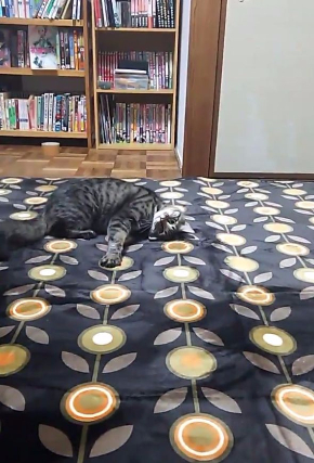 猫 カーペット 動画 動き 反応 かわいい