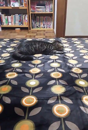 猫 カーペット 動画 動き 反応 かわいい