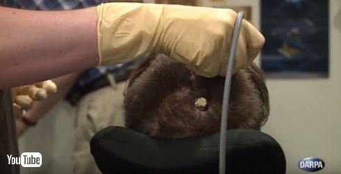 電極が埋め込まれる