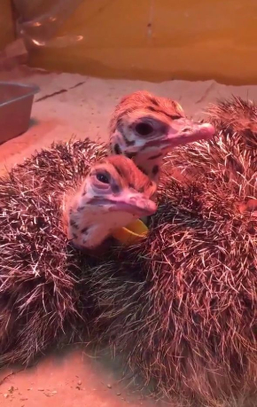 ダチョウ 雛 寝落ち 起き方 眠い ドードー