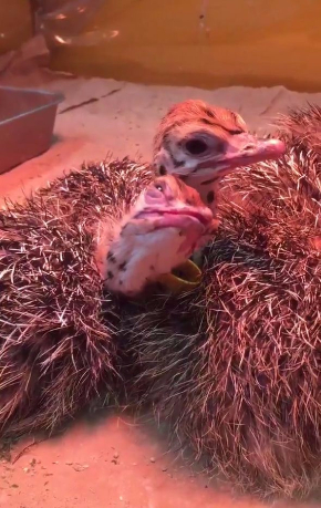 ダチョウ 雛 寝落ち 起き方 眠い ドードー