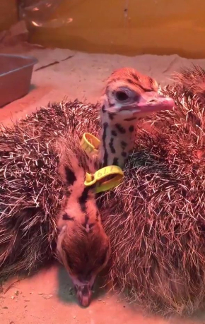 ダチョウ 雛 寝落ち 起き方 眠い ドードー