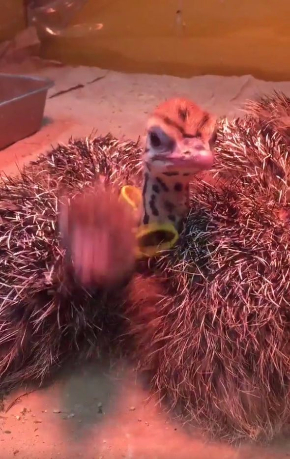 ダチョウ 雛 寝落ち 起き方 眠い ドードー