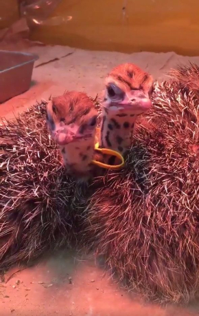 ダチョウ 雛 寝落ち 起き方 眠い ドードー