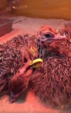 ダチョウ 雛 寝落ち 起き方 眠い ドードー