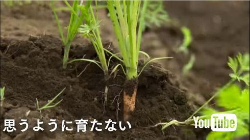 カレーライスを一から作る