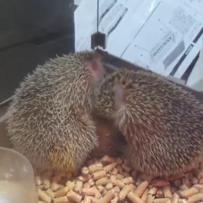 ヒメハリテンレック