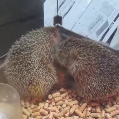 ヒメハリテンレック