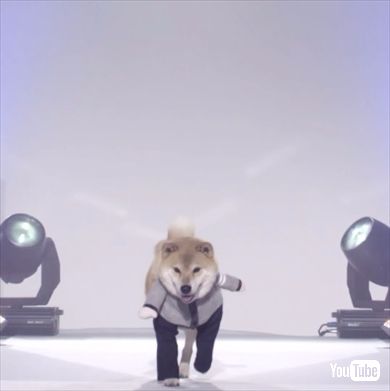 柴犬まるモデル